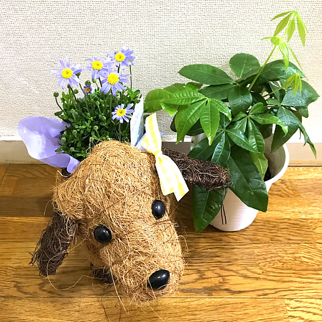sakuramiffyさんの実例写真
