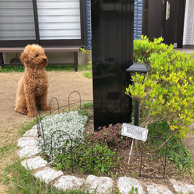 クローバー/ワイヤープランツ/芝生/中古住宅/中古を買ってリノベーション...などのインテリア実例 - 2019-04-19 22:55:20