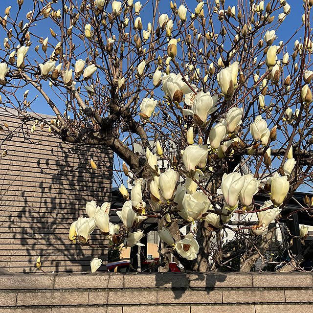 kuikoさんの部屋