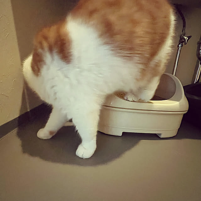 chocoさんの部屋