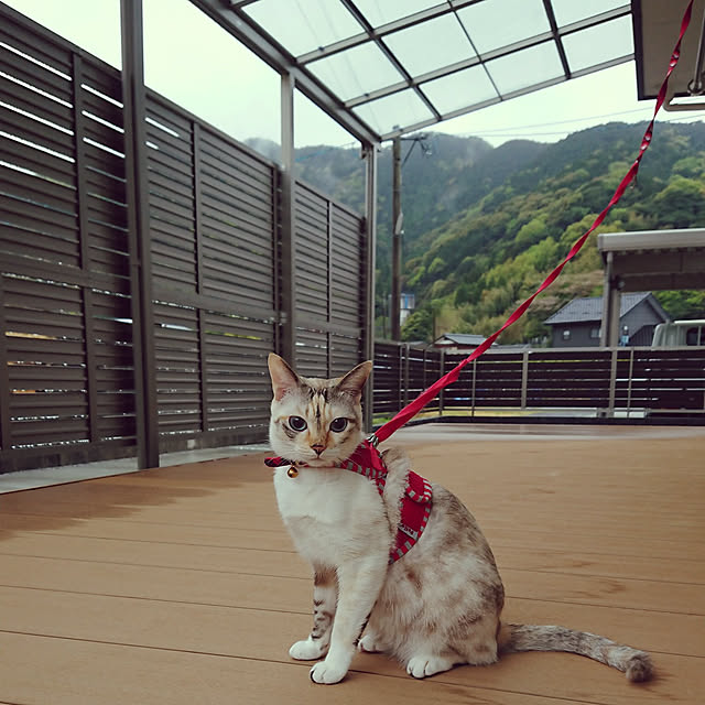kohakuさんの実例写真