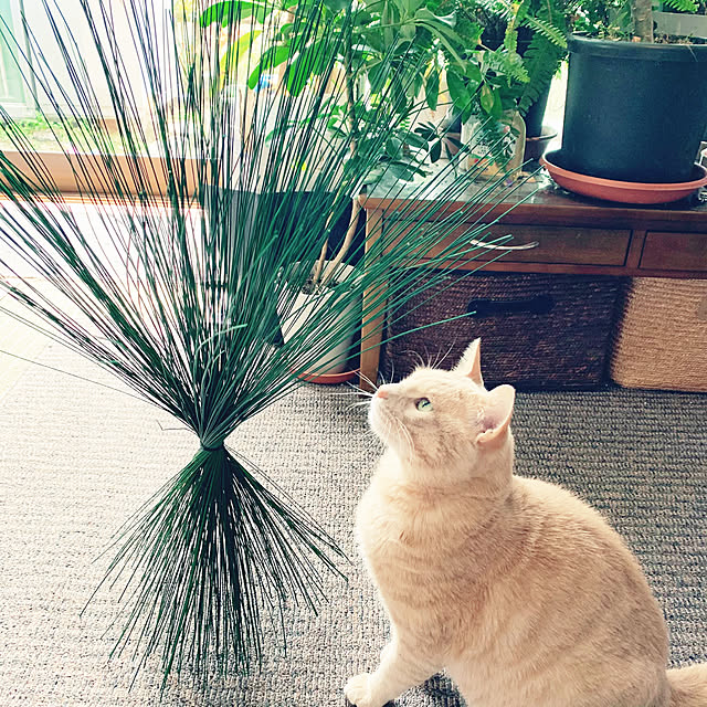 simayaさんの実例写真