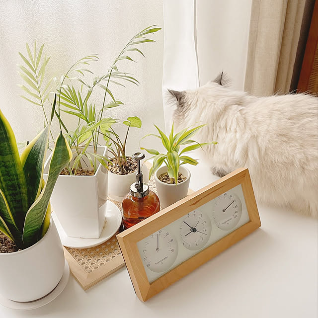 観葉植物/棚のインテリア実例 - 2022-07-19 02:10:40