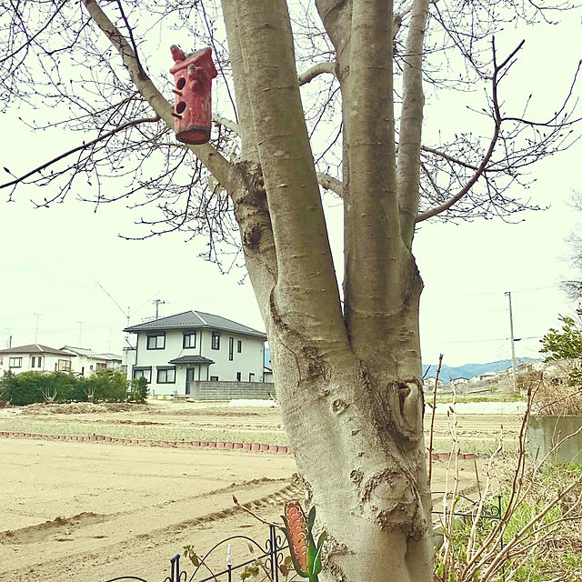 oyoさんの実例写真