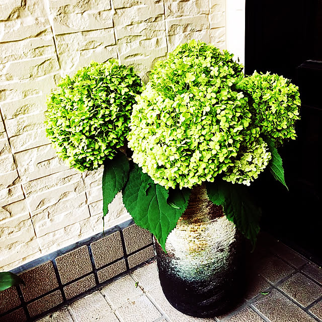 紫陽花/玄関/入り口のインテリア実例 - 2021-06-07 23:18:27