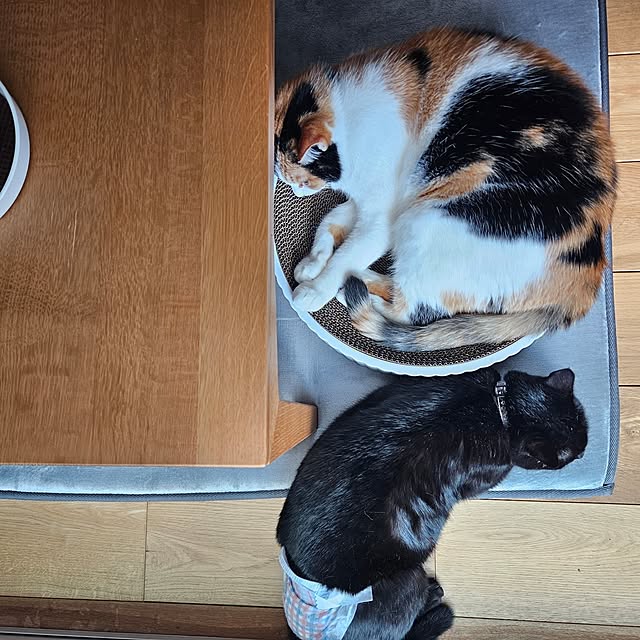 koyurizuさんの部屋