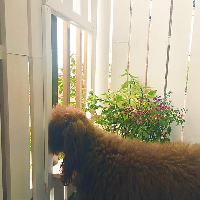 noelさんの実例写真