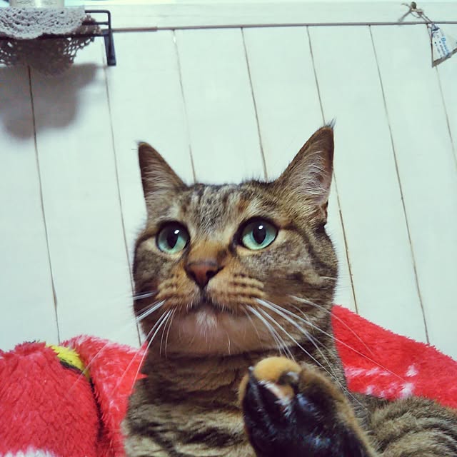 taikoさんの実例写真