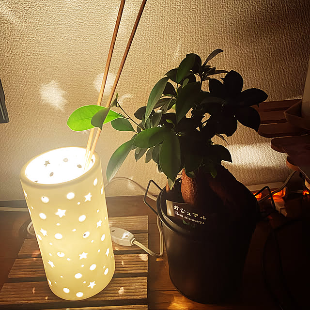 観葉植物/リビングのインテリア実例 - 2023-11-10 18:44:13