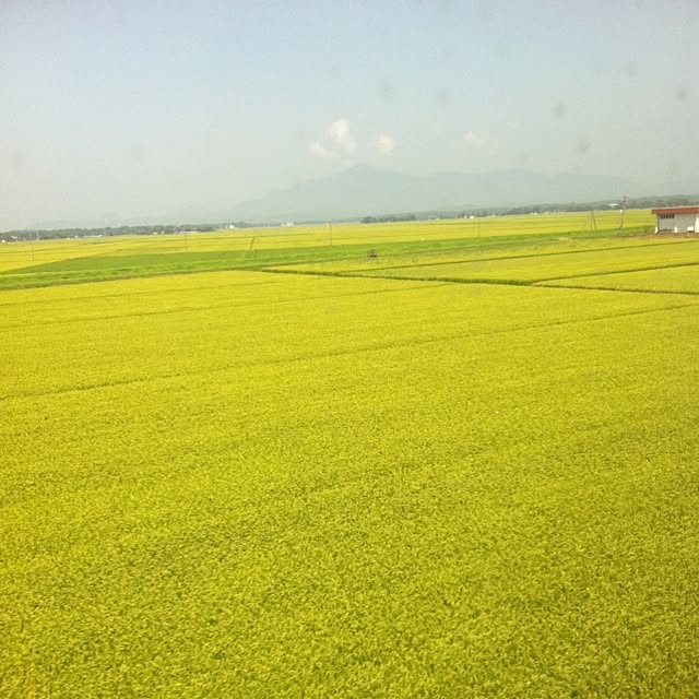 happy_bridgeさんの実例写真
