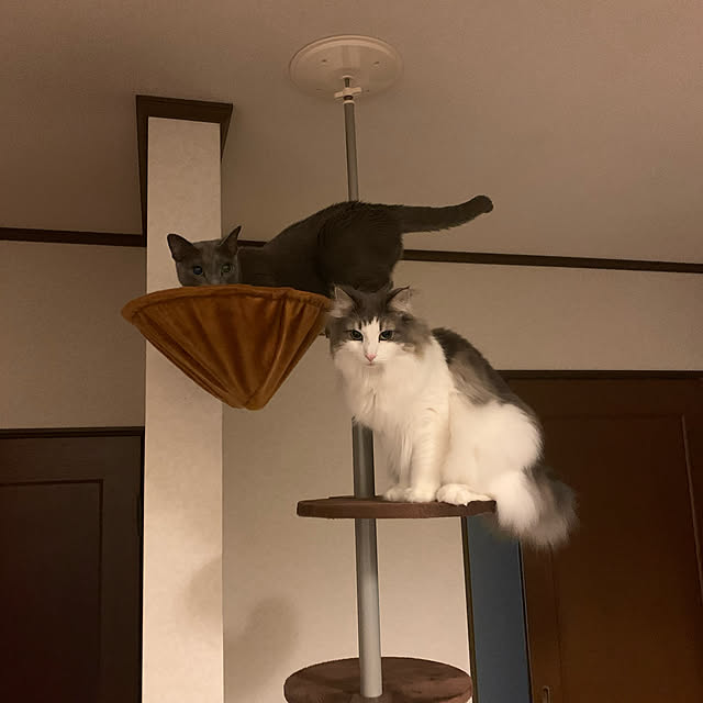 kanaさんの実例写真