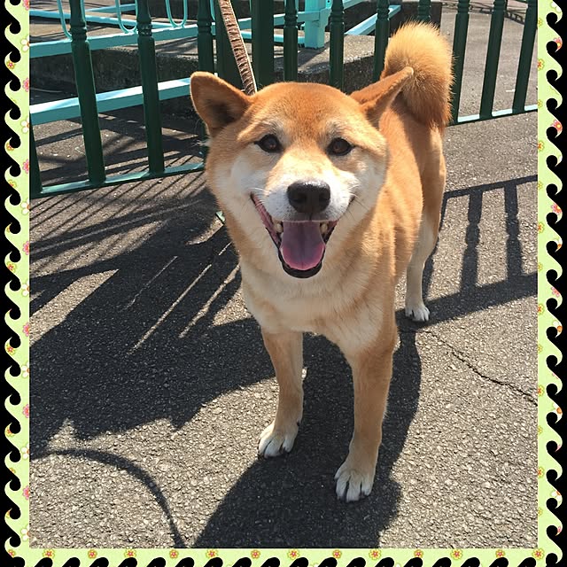 shibaさんの実例写真