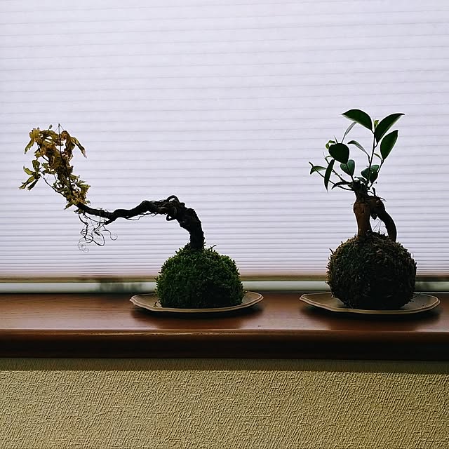 玄関/入り口/玄関ディスプレイ/観葉植物のインテリア実例 - 2025-06-10 08:20:43