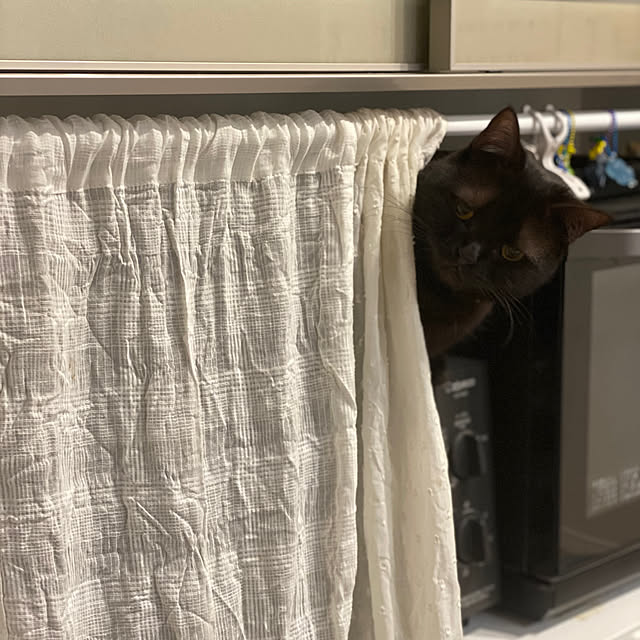okapiさんの部屋