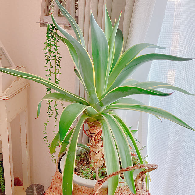 Hanakaさんの部屋