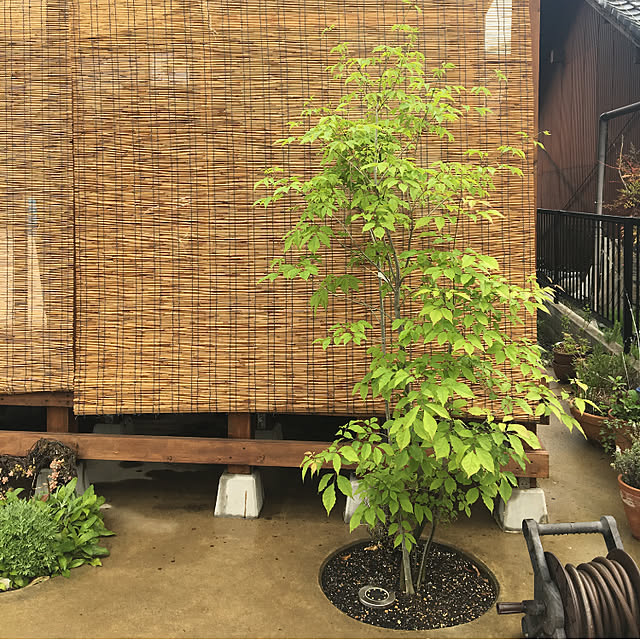 Yume_usagi_13さんの実例写真