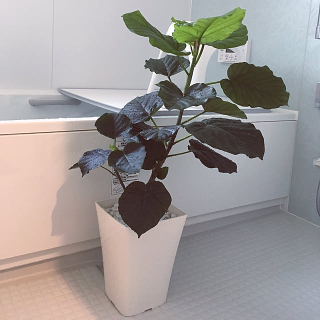 hagoさんの実例写真