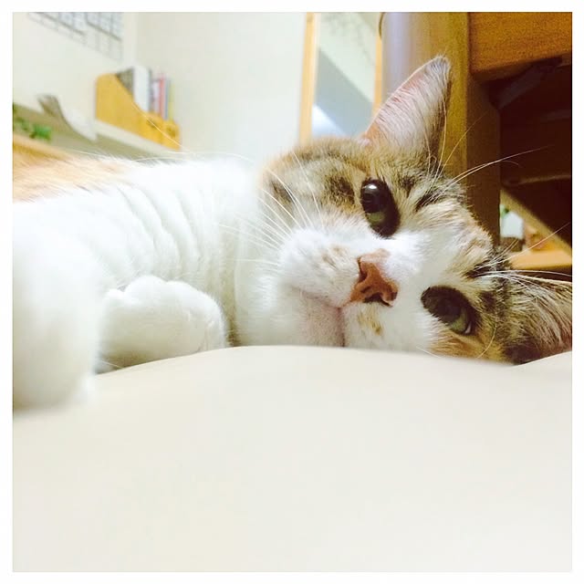 manatomoさんの実例写真