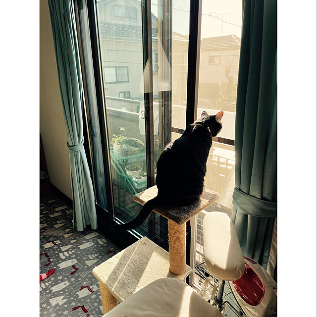 momocchiさんの実例写真