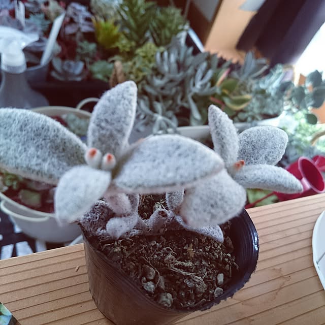 soaimさんの実例写真