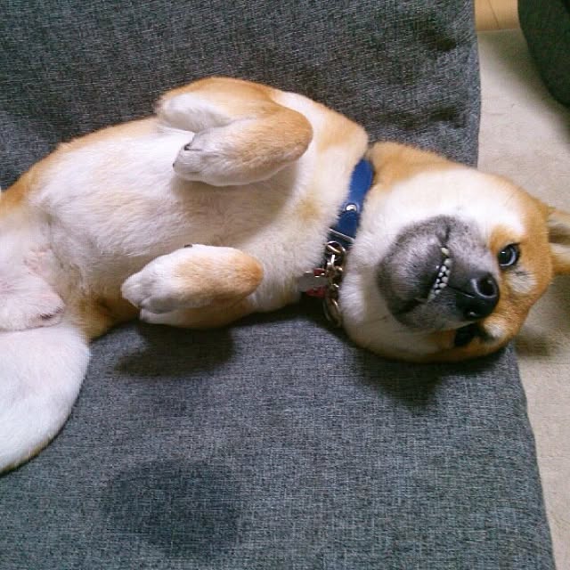 kotaさんの実例写真