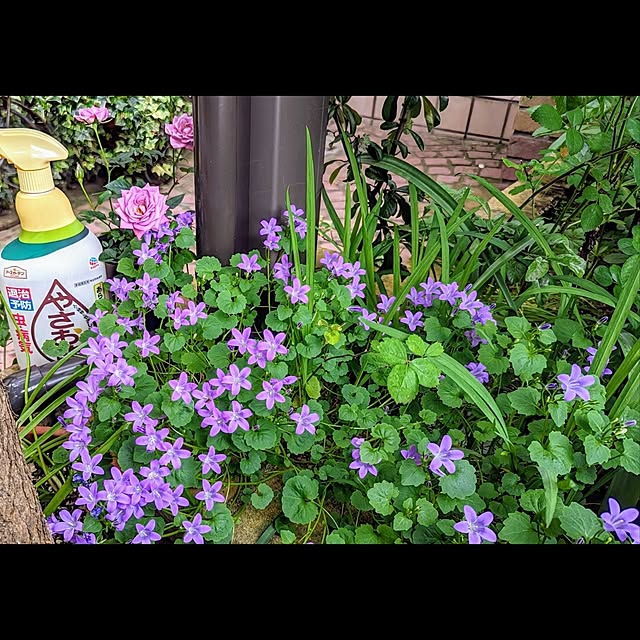 aromameさんの実例写真