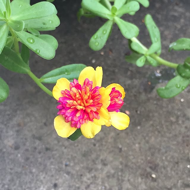 cafeaulait3735さんの実例写真