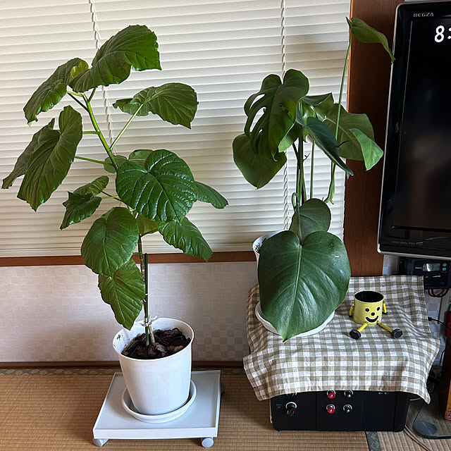 mimoryさんの部屋