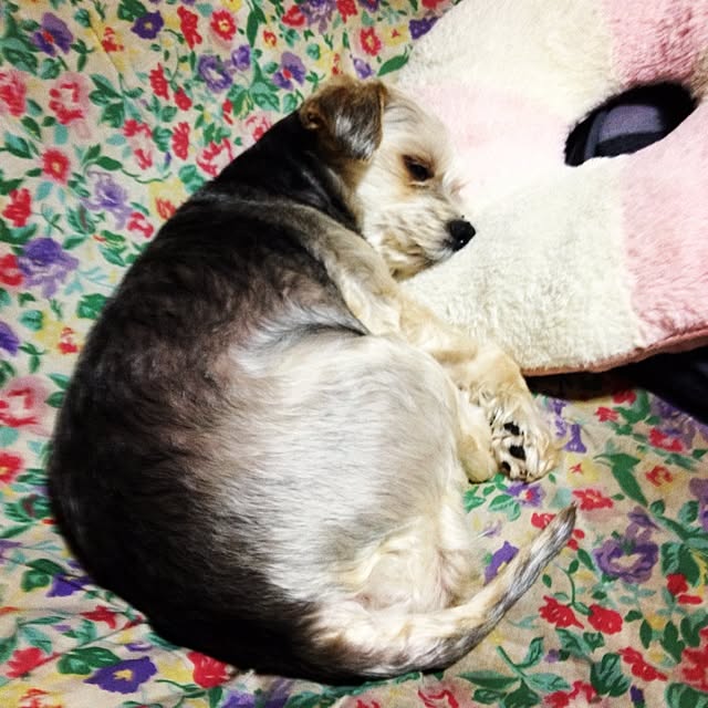 shantiankaoliさんの実例写真