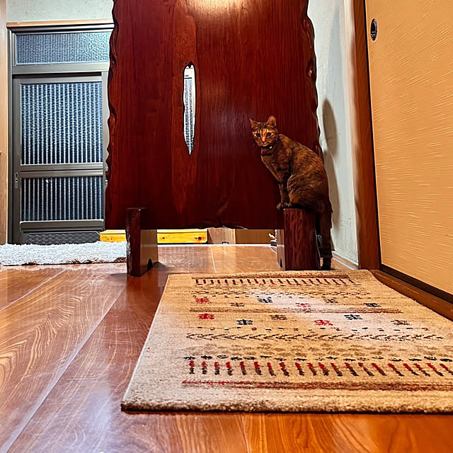 玄関/入り口/ライトアップ/キジトラ/今日のねこ/目隠し...などのインテリア実例 - 2023-11-20 21:37:15