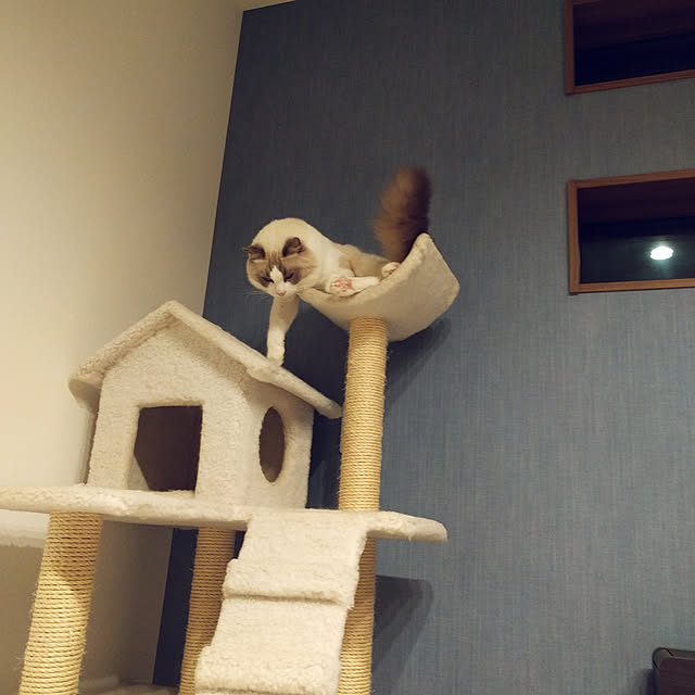 Chuckyさんの実例写真