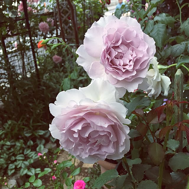 m.h.mammyさんの実例写真