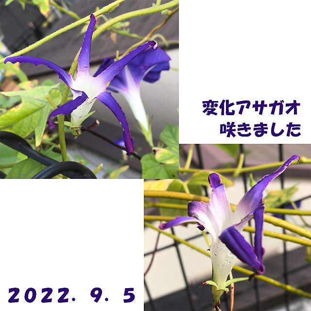 KirinPandaさんの実例写真