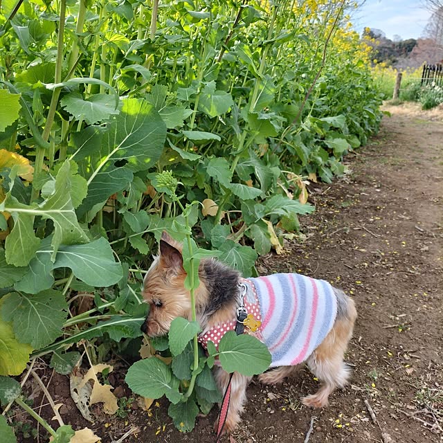 coco0.84.さんの部屋