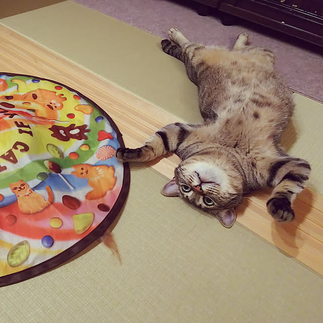 youkoasaさんの実例写真