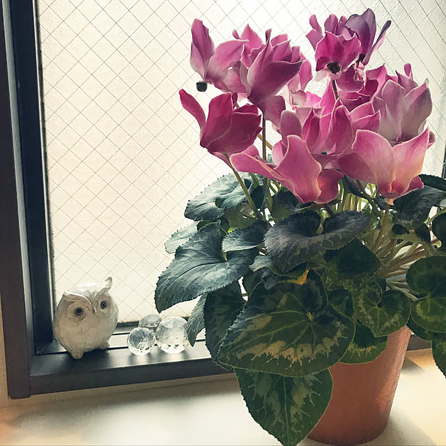 rinrinさんの実例写真