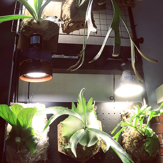 SINJIAlight 植物育成ライトLED 120w相当 暖色系 太陽のような SINJIAlight 植物育成ライトLED 120w相当 暖色系 太陽のような