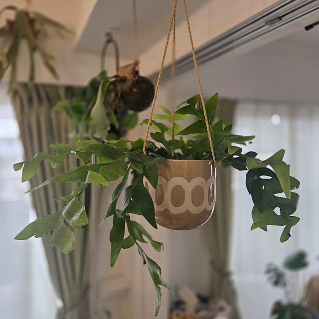 リビング/DIY/間接照明/マンションインテリア/観葉植物...などのインテリア実例 - 2025-05-19 14:35:01