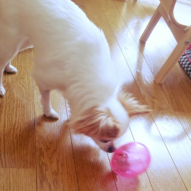 blackcatさんの実例写真