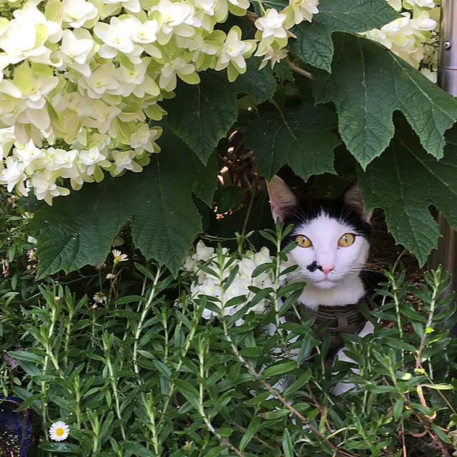 nobikoさんの実例写真
