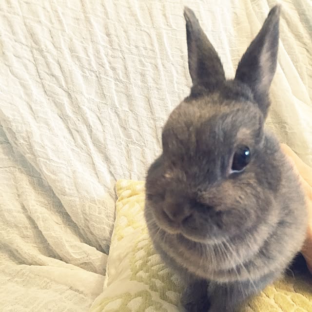 passhonさんの実例写真