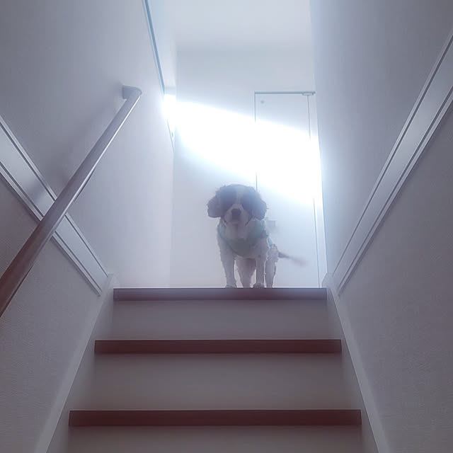 壁/天井のインテリア実例 - 2022-01-02 09:01:32