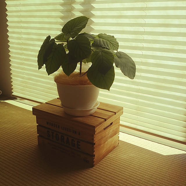 部屋全体/ウンベラータ♡/観葉植物のある暮らしのインテリア実例 - 2018-10-25 14:57:10
