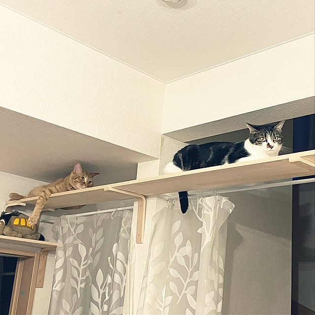 amaさんの実例写真