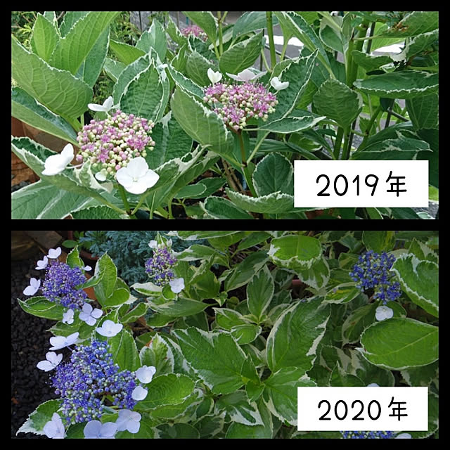 kohmarlさんの実例写真