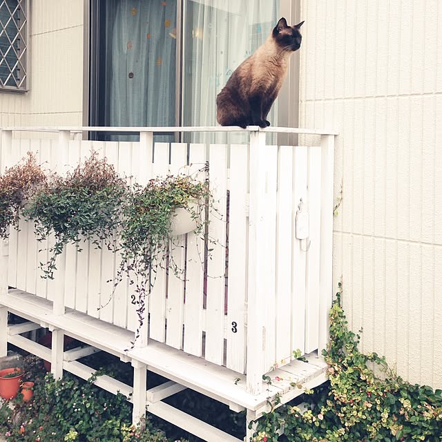 COCOAさんの実例写真