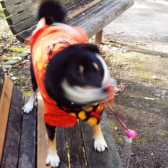 実例写真