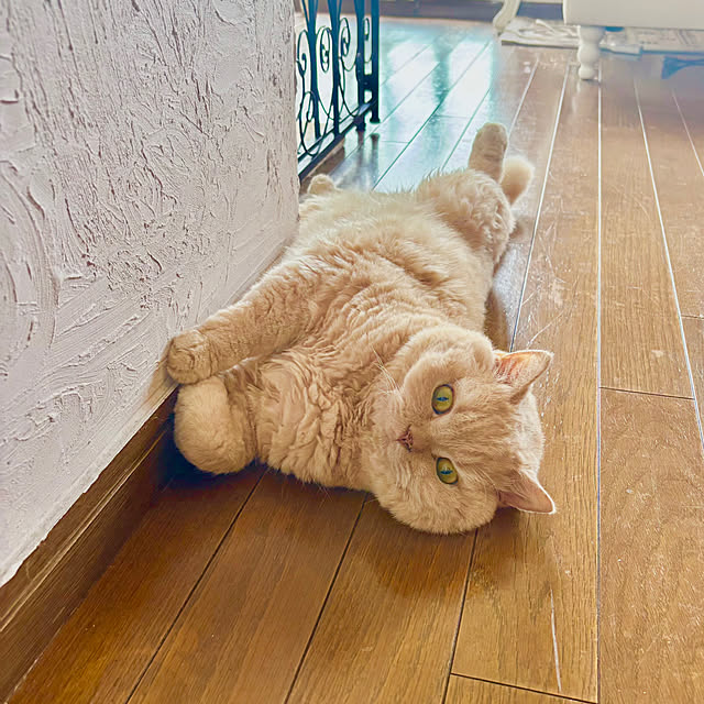 naokoさんの実例写真