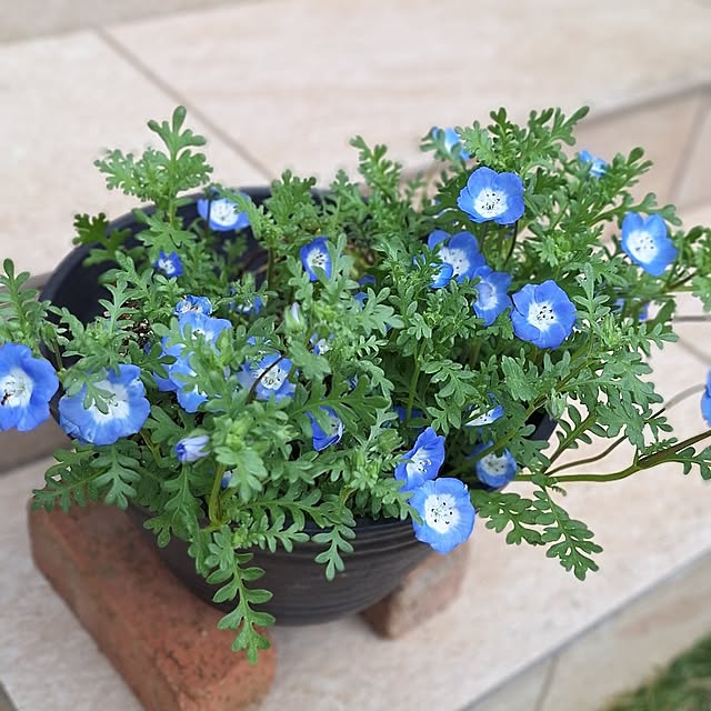 nanaさんの実例写真