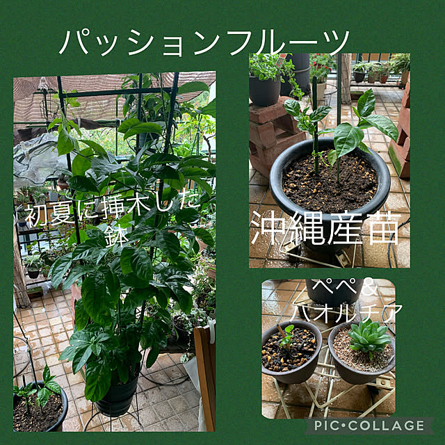 Aqettyさんの実例写真